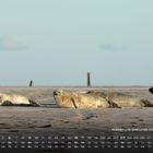 "Robben und Seehunde Wattenmeer 5" über einem Kalender mit liegenden Robben im Sand, Himmel im Hintergrund.