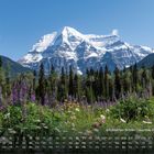 Wildblumen British Columbia, Mt. Robson. Eine blühende Wiese vor einem schneebedeckten Berg und blauen Himmel.