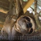 Kalender mit Monatstagen und Wochentagen. Ein Faultier hängt mit dem Kopf nach unten.
