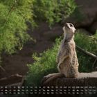 Kalender mit Zahlen und Wochentagen, Monat "5". Ein Erdmännchen steht aufmerksam auf einem Baumstumpf vor grünem Hintergrund.