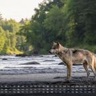 Kalender für Mai, zeigt einen Wolf am Flussufer, umgeben von üppigen, grünen Bäumen.