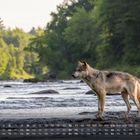 Kalender mit Wochentagen unten. Ein Wolf steht im flachen Wasser eines Flusses, umgeben von Bäumen.