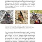 Text: Schmetterlinge saugen an Kot (links), Bodenmineralien (Mitte), Obstsäften (rechts). Drei Schmetterlingsfotos auf Untergründen.