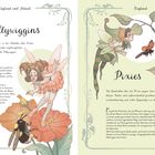 "Pillywiggins", "Pixies". Zwei Seiten mit Illustrationen von Feen und Pixies, umgeben von Blumen und Blättern.