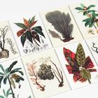 Illustration von neun botanischen Zeichnungen, die verschiedene Pflanzen und Korallen auf hellen Karten zeigen.