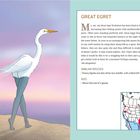 "Great Egret" und darunter Text zu seinen Eigenschaften. Links eine Illustration eines Reihers mit langen Beinen.