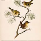 Kalenderblatt mit "Wintergoldhähnchen und Zaunkönig". Zeichnung von zwei Vögeln auf Zweig, November-Tage unten.