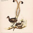 "Graurücken-Leierschwanz" oben links, darunter Illustration von zwei Vögeln mit auffälligem Schwanz, Kalender unten.