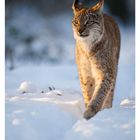 51 DEZEMBER. Kalender mit einem Luchs im Schnee, der aufmerksam voranschreitet.