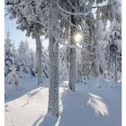 52 DEZ/JAN, MO 27, DI 28, MI 29, DO 30, FR 31, SA 01, SO 02. Sonnenstrahlen zwischen schneebedeckten Nadelbäumen im Winterwald.
