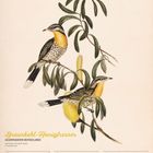 "Braunkehl-Honigfresser", Kalender für Dezember 2027, Illustrierte Vögel auf einem Zweig.