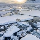 Ein Eisbär steht auf einer Eisscholle im Ozean, umgeben von zerbrochenem Eis. Im Hintergrund geht die Sonne auf.