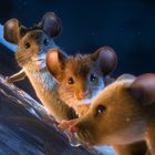 Drei neugierig blickende Mäuse auf einem Schneehang, im bläulichen Licht der Nacht beleuchtet.