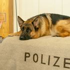 „POLIZEI“ auf einer Decke, darauf liegt ein entspannter Schäferhund. Im Hintergrund ein Abfalleimer und kleiner Basketballkorb.