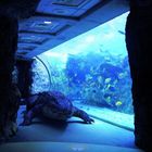 Ein Krokodil in einem dunklen Tunnel neben einem großen, beleuchteten Aquarium voller bunter Fische.