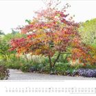 "Traumhaft schöne Herbstfärbung beim Fenchelbaum im Schaugarten Hermannshof, Weinheim, Deutschland." Ein bunter Herbstbaum im Garten. Darunter ein Kalender für November.