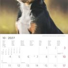 Ein Kalender zeigt Oktober 2027. Großes Foto eines schwarzen Welpen mit braunen Augen und weißen Flecken.