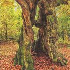 "10", "DUMONT". Ein alter Baum mit moosbedecktem Stamm, umgeben von gelben Blättern und Herbstlaub auf dem Boden.