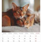 Kalendertext: September 2027. Zwei Katzen liegen entspannt auf einem weichen Stoff.