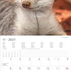 11·2027 Kalender mit Novemberdaten. Nahaufnahme eines Erdmännchens mit unscharfem, warmem Hintergrund.