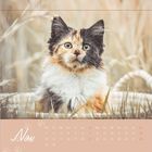 Text: "Mo Di Mi Do Fr Sa So" und "Nov". Ein dreifarbiger Kätzchenkopf schaut aus einem Korb in natürlicher Umgebung.