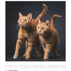 Novemberkalender mit Foto von zwei roten Katzen auf dunklem Hintergrund. Darunter Tageseinteilung.