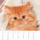 Kalendermonat November. Rotes Kätzchen mit großen Augen, umgeben von flauschigem Stoff.