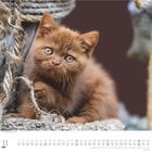 Kalenderblatt mit Datum 11 und Monat November. Ein flauschiges, braunes Kätzchen spielt mit einem Seil.