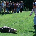 Ein Mann mit Golfschläger steht vor einem Alligator. Im Hintergrund eine Gruppe von Menschen, die zuschaut.