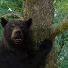 Ein Bär mit offenem Maul umarmt einen Baum in einem grünen Wald.