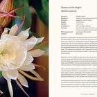 "Queen of the Night" ist eine Beschreibung der Pflanze Epiphyllum oxypetalum. Links ist eine blühende weiße Blume.
