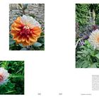 Texte: „previous“, „gothic.“, „opposite“, „garden.“, Seitenzahlen „162“, „163“. Drei Fotos von Dahlien, teils orange-weiß.