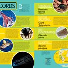 "Records: Biggest Giant Squid, Best Bite Trap-Jaw Ant, Most Intelligent Common Octopus, Most Toxic Box Jellyfish." Texte erläutern Rekorde von wirbellosen Tieren.