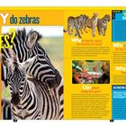 „WHY do zebras have STRIPES?“ steht in großen Buchstaben. Zwei Zebras stehen nebeneinander mit Strohmuster im Hintergrund.