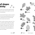 „Leaf shapes activity“. Blätter A: oak, B: sycamore, C: horse chestnut, D: rowan, E: ash, F: beech. Nummern 1-6.