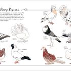 "Fancy Pigeons", Illustration von Taubenrassen: Polish Lynx, Fantail, Modena, Black German Nun, Lucerne Gold Collar, Jacobin.