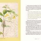 Potter's drawing of wild balsam jumps off the page. Beatrix painted wild balsam, showcasing every stage of growth.