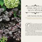"Dark Side of the Moon Astilbe" - Zone 4-9, Halbschatten, Höhe 20–28 Zoll. Schwarze Blätter kontrastieren mit grünen Pflanzen.