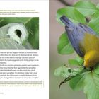Ein Vogel mit gelber Brust auf einem Blatt. Text: "Eating exclusively within folded leaves is an excellent, but not perfect, defense..."