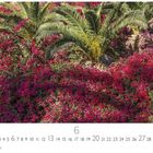 "6 Bougainville Casares Edition" zeigt üppige rosa Bougainvillea-Blüten und grüne Palmblätter.