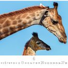 "Giraffenmama mit Fohlen" und darunter der Kalender für Juni. Abgebildet sind zwei Giraffen, Mutter und Kind, vor blauem Himmel.