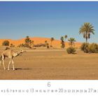 "Dromedar in der Sahara" steht links unten. Eine Wüstenlandschaft mit einem Dromedar und Palmen im Hintergrund.