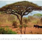 "6, Savanne" steht unten. Eine malerische afrikanische Landschaft mit Akazienbäumen und Kühen.
