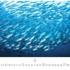 Text: "Fischschule" und "CASARES EDITION". Zahl "6". Sicht von unten auf eine schwimmende Fischgruppe im blauen Wasser.