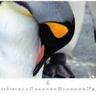 Zahlen 1 bis 30, große 6. Nahaufnahme eines Kaiserpinguins mit gelben und schwarzen Markierungen.