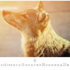 Text: "6", "CASARES EDITION", Zahlenreihe für Tage. 
Ein Wolf schaut in die Sonne, warmes Licht.