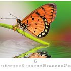 Nummern 1 bis 30 und große 6 unten. Ein orangefarbener Schmetterling auf einem grünen Halm, Spiegelung im Wasser.
