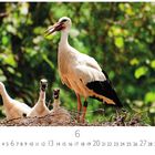 Unter den Zahlen 6 und 13 steht 6. Auf einem Nest sitzt ein Storch mit drei Küken im Grünen.