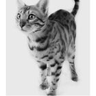 Im Kalenderblatt mit der Nummer 6 ist eine getigerte Katze dargestellt. Es gibt einen Kalendarium-Abschnitt mit Datumsangaben.