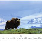 "Moschus Ochse" steht unter einem Foto eines Moschusochsen auf einer grünen Fläche vor schneebedeckten Bergen. Darunter der Juni-Kalender.